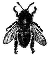 honey-bee_6851_sm.gif