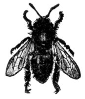 honey-bee_6851_md.gif