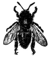 honey-bee_6851_lg.gif