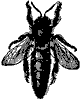 honey-bee_6852_th.gif