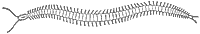 centipede_6854_sm.gif