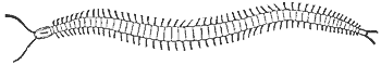 centipede_6854_md.gif