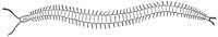 centipede_6854_lg.gif