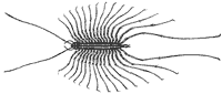 centipede_6855_sm.gif