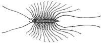 centipede_6855_md.gif