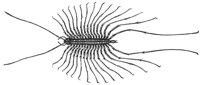 centipede_6855_lg.gif