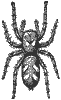 jump-spider_6856_th.gif
