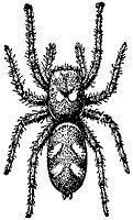 jump-spider_6856_sm.gif