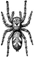 jump-spider_6856_md.gif