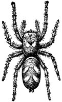 jump-spider_6856_lg.gif