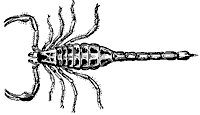scorpion_6860_sm.gif