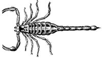 scorpion_6860_md.gif