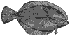 flounder_6999_th.gif