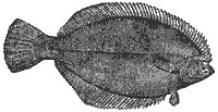 flounder_6999_sm.gif