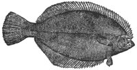 flounder_6999_md.gif