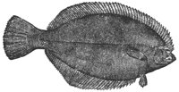 flounder_6999_lg.gif