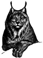 lynx_1_sm.gif