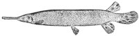 gar_7000_lg.gif