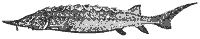 sturgeon_7001_sm.gif