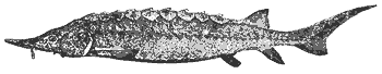 sturgeon_7001_md.gif