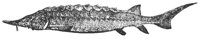 sturgeon_7001_lg.gif