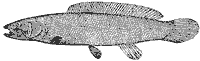 bowfin_7002_sm.gif