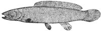bowfin_7002_md.gif