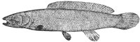 bowfin_7002_lg.gif
