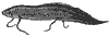 lungfish_7003_th.gif