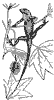 lizard_7013_th.gif