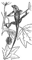 lizard_7013_sm.gif