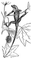 lizard_7013_md.gif