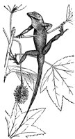 lizard_7013_lg.gif