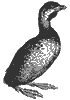 grebe_7020_th.gif