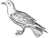 gull_7022_lg.gif