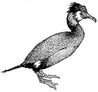 cormorant_7024_sm.gif