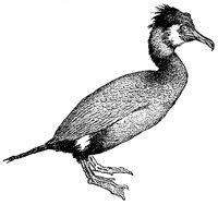 cormorant_7024_md.gif