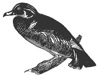 wood-duck_7034_sm.gif
