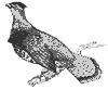 rufd-grouse_7035_th.gif