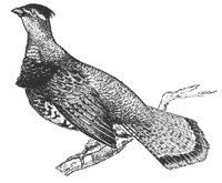 rufd-grouse_7035_md.gif