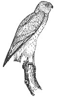 marsh-hawk_7036_sm.gif