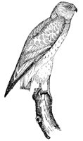 marsh-hawk_7036_lg.gif