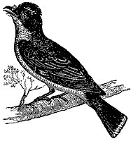 flycatcher_7041_sm.gif