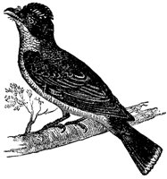 flycatcher_7041_md.gif