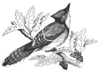 blue-jay_7043_lg.gif