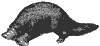 duckbill_7049_th.gif