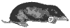mole_7051_th.gif