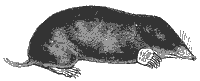 mole_7051_sm.gif