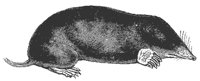 mole_7051_md.gif