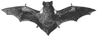 red-bat_7052_lg.gif